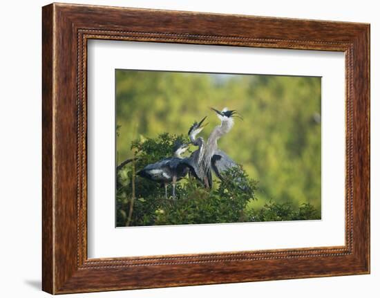 Florida, Venice, Great Blue Herons and Juveniles Feeding Time at Nest-Bernard Friel-Framed Photographic Print