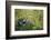 Florida, Venice, Great Blue Herons and Juveniles Feeding Time at Nest-Bernard Friel-Framed Photographic Print