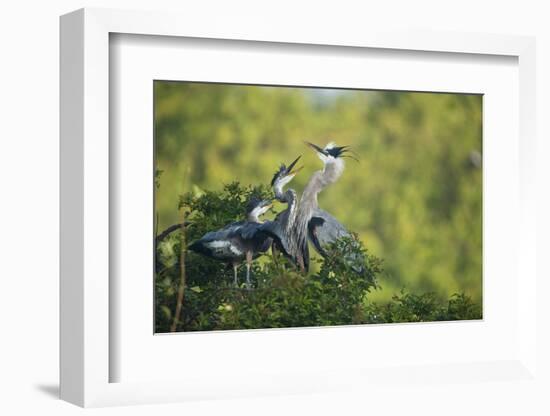 Florida, Venice, Great Blue Herons and Juveniles Feeding Time at Nest-Bernard Friel-Framed Photographic Print