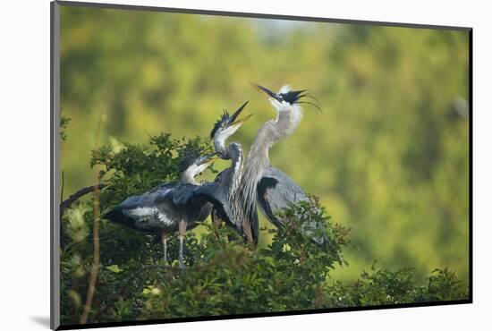 Florida, Venice, Great Blue Herons and Juveniles Feeding Time at Nest-Bernard Friel-Mounted Photographic Print