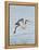 Florida, Venice, Snowy Egret Flying-Bernard Friel-Framed Premier Image Canvas