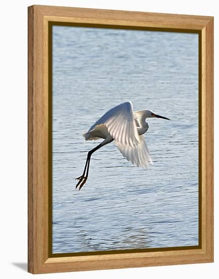 Florida, Venice, Snowy Egret Flying-Bernard Friel-Framed Premier Image Canvas