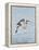 Florida, Venice, Snowy Egret Flying-Bernard Friel-Framed Premier Image Canvas