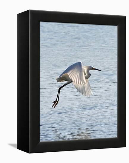 Florida, Venice, Snowy Egret Flying-Bernard Friel-Framed Premier Image Canvas