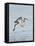 Florida, Venice, Snowy Egret Flying-Bernard Friel-Framed Premier Image Canvas