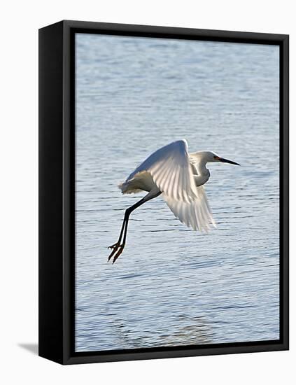 Florida, Venice, Snowy Egret Flying-Bernard Friel-Framed Premier Image Canvas