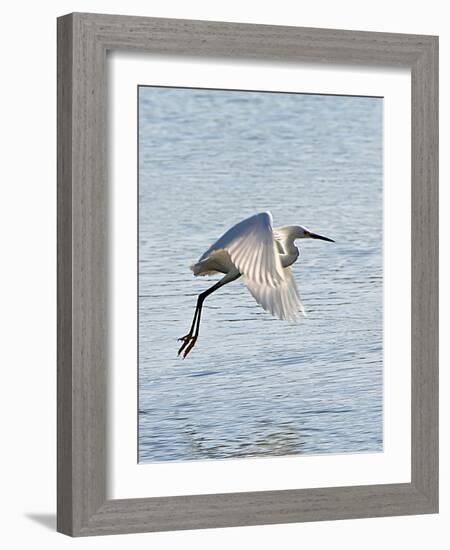 Florida, Venice, Snowy Egret Flying-Bernard Friel-Framed Photographic Print