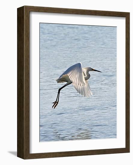 Florida, Venice, Snowy Egret Flying-Bernard Friel-Framed Photographic Print