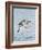 Florida, Venice, Snowy Egret Flying-Bernard Friel-Framed Photographic Print