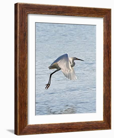 Florida, Venice, Snowy Egret Flying-Bernard Friel-Framed Photographic Print