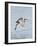 Florida, Venice, Snowy Egret Flying-Bernard Friel-Framed Photographic Print