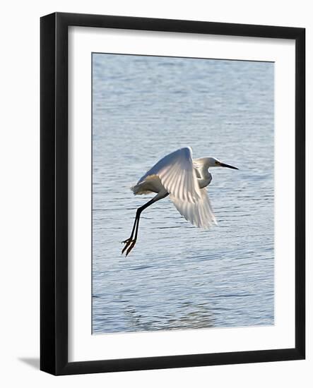 Florida, Venice, Snowy Egret Flying-Bernard Friel-Framed Photographic Print