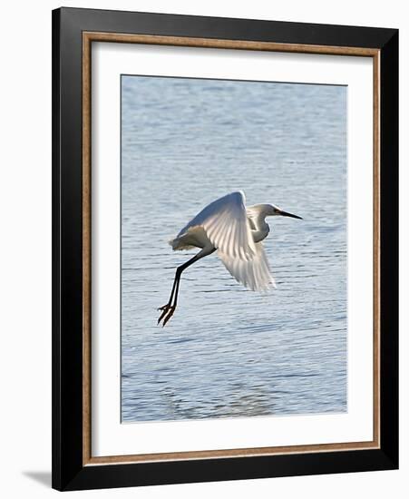 Florida, Venice, Snowy Egret Flying-Bernard Friel-Framed Photographic Print