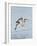 Florida, Venice, Snowy Egret Flying-Bernard Friel-Framed Photographic Print