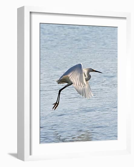 Florida, Venice, Snowy Egret Flying-Bernard Friel-Framed Photographic Print