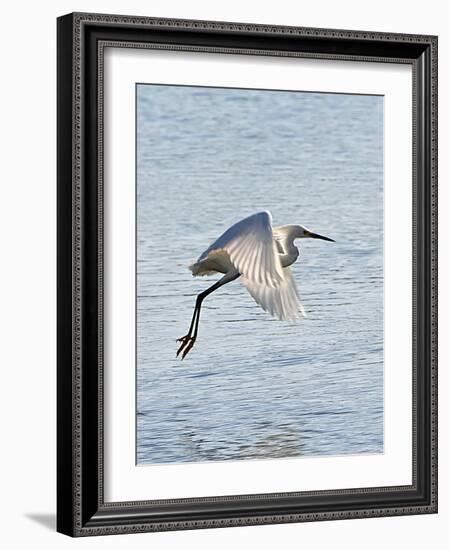 Florida, Venice, Snowy Egret Flying-Bernard Friel-Framed Photographic Print