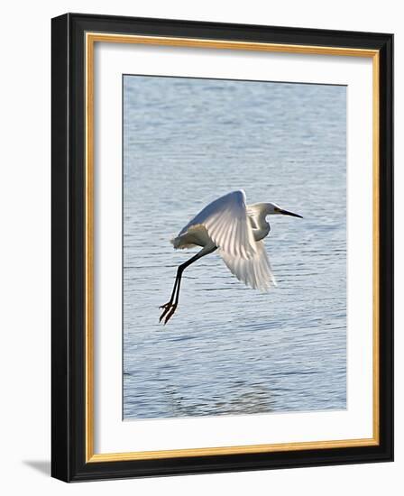 Florida, Venice, Snowy Egret Flying-Bernard Friel-Framed Photographic Print