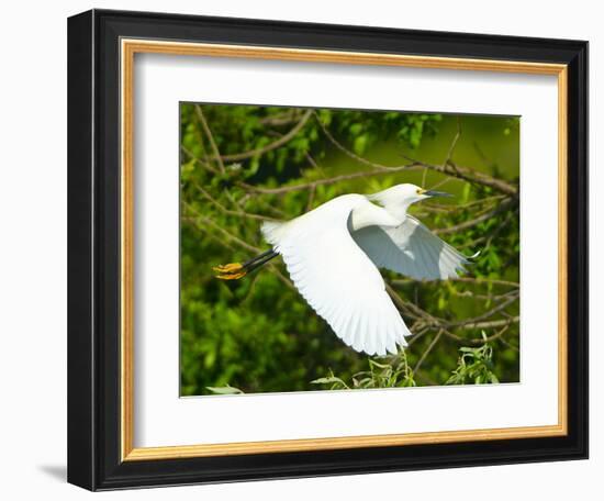 Florida, Venice, Snowy Egret Flying-Bernard Friel-Framed Photographic Print