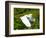 Florida, Venice, Snowy Egret Flying-Bernard Friel-Framed Photographic Print