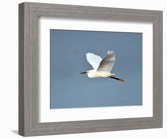 Florida, Venice, Snowy Egret Flying-Bernard Friel-Framed Photographic Print