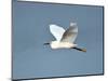 Florida, Venice, Snowy Egret Flying-Bernard Friel-Mounted Photographic Print