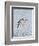 Florida, Venice, Snowy Egret Flying-Bernard Friel-Framed Photographic Print