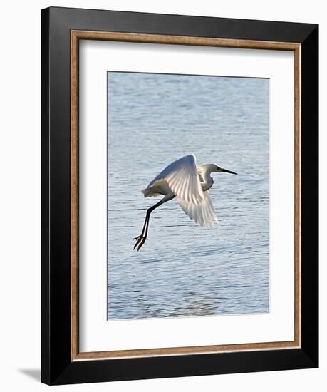 Florida, Venice, Snowy Egret Flying-Bernard Friel-Framed Photographic Print