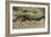 Florida - View of 19 Foot Long Alligator-Lantern Press-Framed Art Print