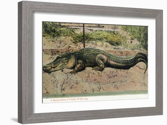 Florida - View of 19 Foot Long Alligator-Lantern Press-Framed Art Print