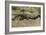 Florida - View of 19 Foot Long Alligator-Lantern Press-Framed Art Print