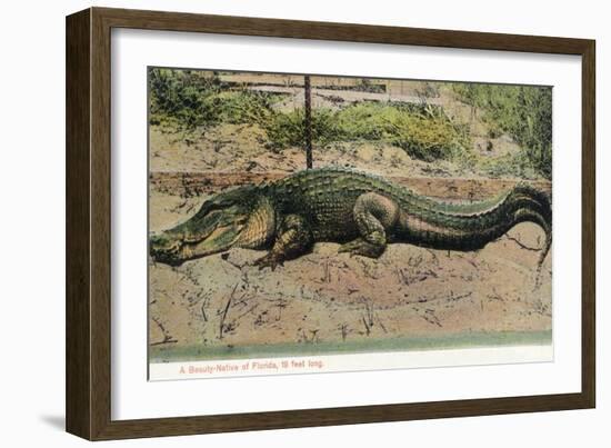 Florida - View of 19 Foot Long Alligator-Lantern Press-Framed Art Print