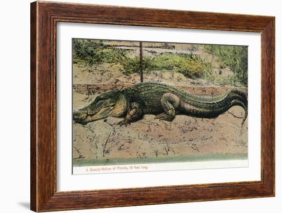 Florida - View of 19 Foot Long Alligator-Lantern Press-Framed Art Print