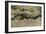 Florida - View of 19 Foot Long Alligator-Lantern Press-Framed Art Print