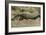 Florida - View of 19 Foot Long Alligator-Lantern Press-Framed Art Print