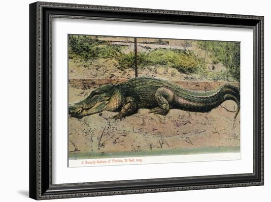 Florida - View of 19 Foot Long Alligator-Lantern Press-Framed Art Print