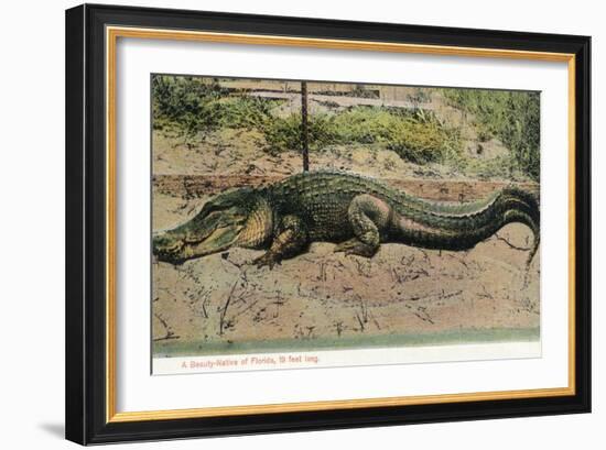 Florida - View of 19 Foot Long Alligator-Lantern Press-Framed Art Print