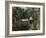 Florida - View of a Banana Grove-Lantern Press-Framed Art Print