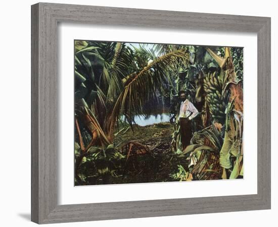 Florida - View of a Banana Grove-Lantern Press-Framed Art Print