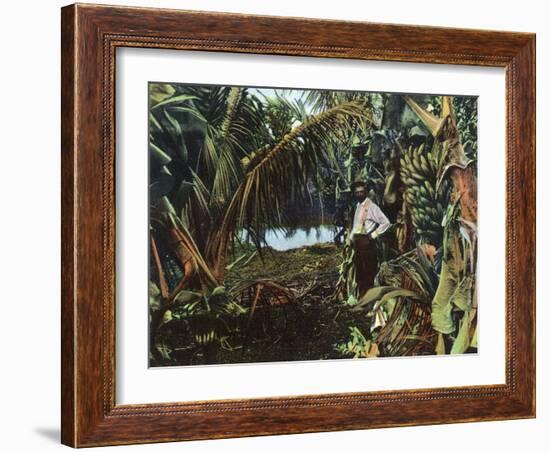 Florida - View of a Banana Grove-Lantern Press-Framed Art Print