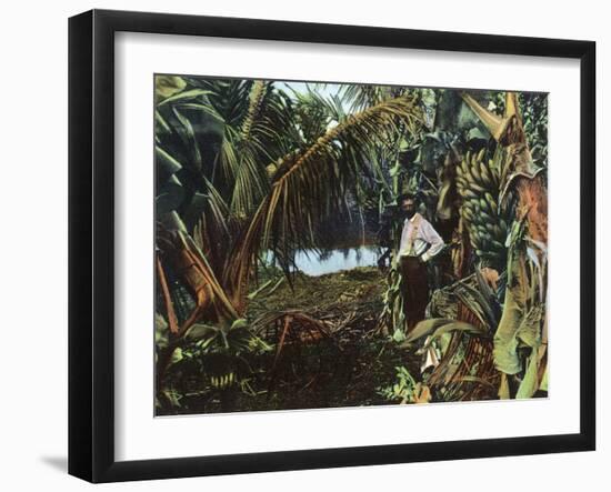 Florida - View of a Banana Grove-Lantern Press-Framed Art Print