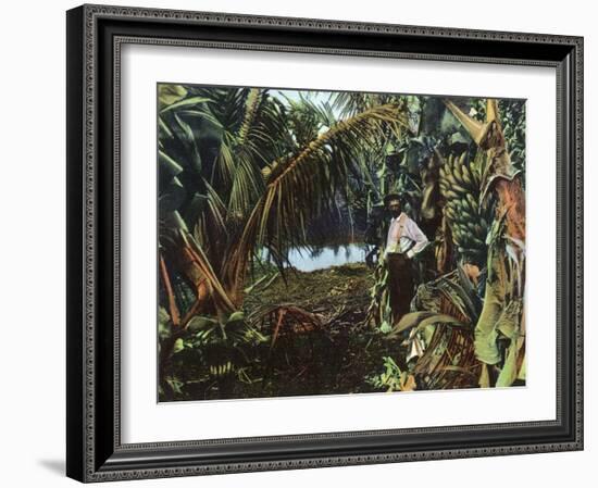 Florida - View of a Banana Grove-Lantern Press-Framed Art Print