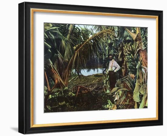 Florida - View of a Banana Grove-Lantern Press-Framed Art Print