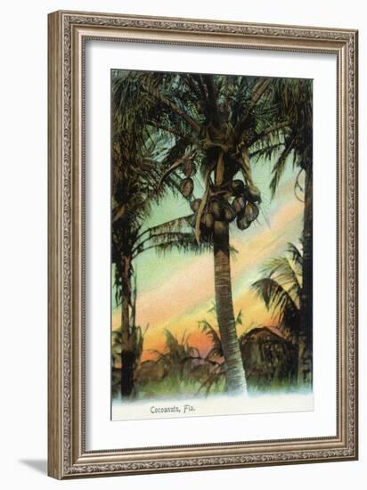 Florida - View of Coconuts in Tree-Lantern Press-Framed Art Print