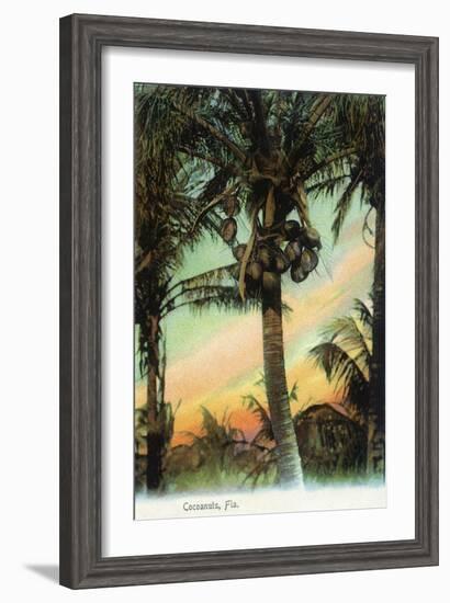 Florida - View of Coconuts in Tree-Lantern Press-Framed Art Print