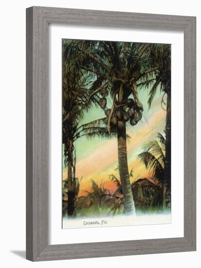 Florida - View of Coconuts in Tree-Lantern Press-Framed Art Print