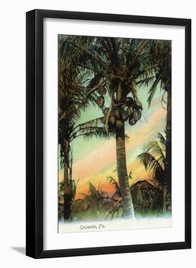 Florida - View of Coconuts in Tree-Lantern Press-Framed Art Print