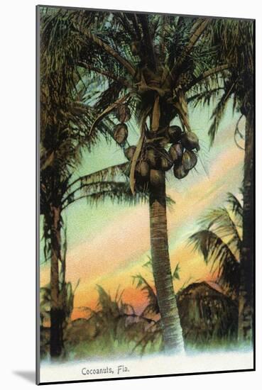 Florida - View of Coconuts in Tree-Lantern Press-Mounted Art Print