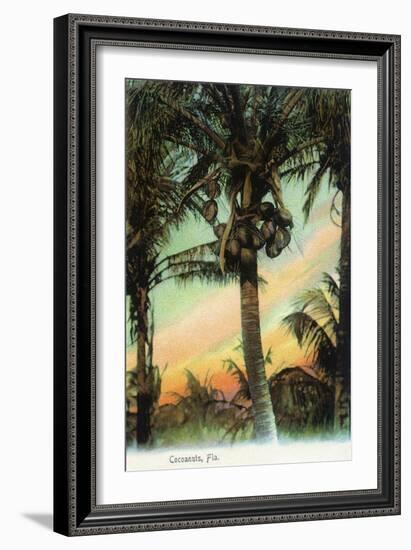 Florida - View of Coconuts in Tree-Lantern Press-Framed Art Print