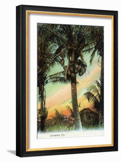 Florida - View of Coconuts in Tree-Lantern Press-Framed Art Print