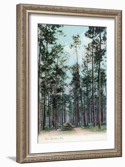 Florida - View of Pine Barrens-Lantern Press-Framed Art Print